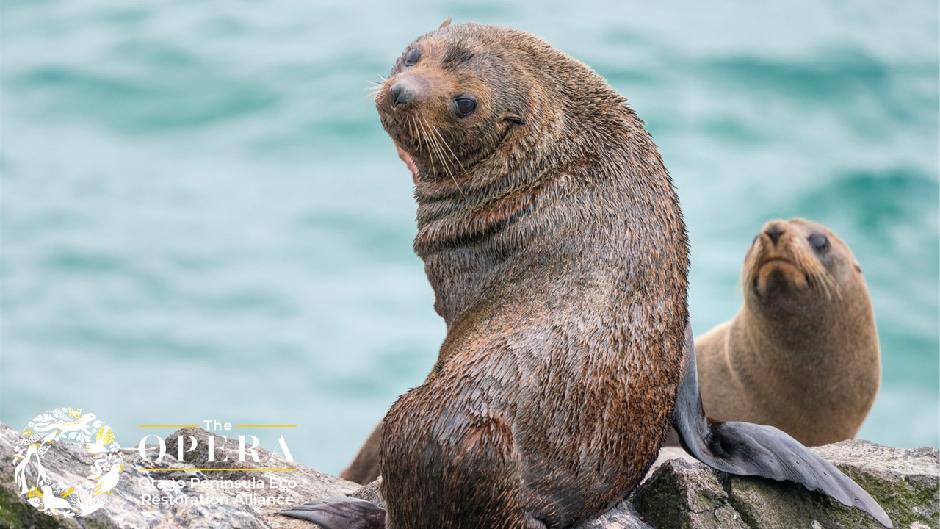 Discover the magic of the wild with The Opera Dunedin's Penguin and Wildlife Tour